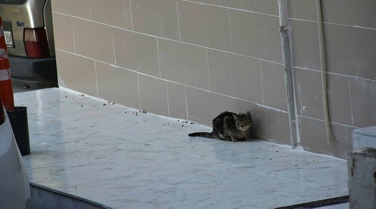 Süpürge sopasıyla kediyi döverek öldüren şahsa ev hapsi cezası
