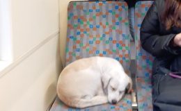 Eskişehir’de üşüyen köpek çareyi tramvaya girmekte buldu