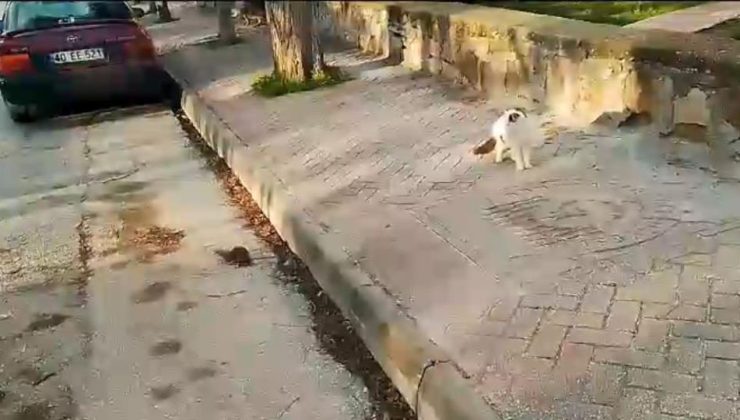 Eskişehir’de sokak kedisi önündeki fareyi izlemekle yetindi