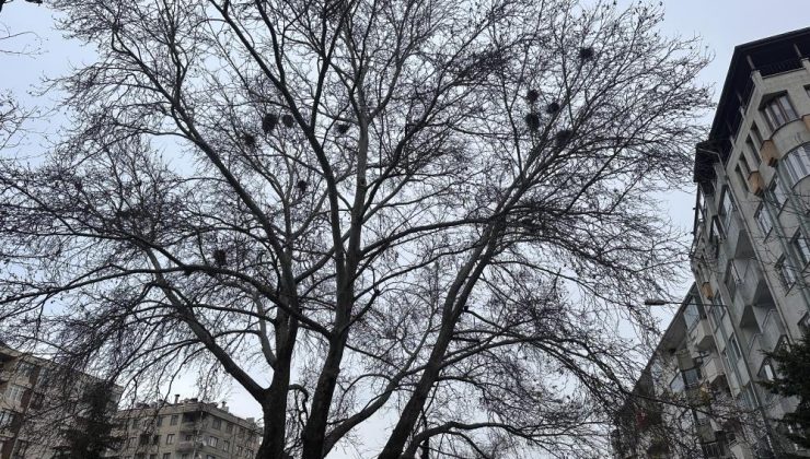 Eskişehir’de Kuş Yuvalarıyla Donanmış Ağaç Dikkat Çekiyor