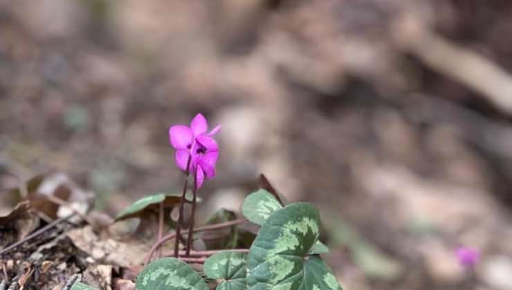 Eskişehirli doğa tutkunları Bursa’da 17 kilometre yürüdü