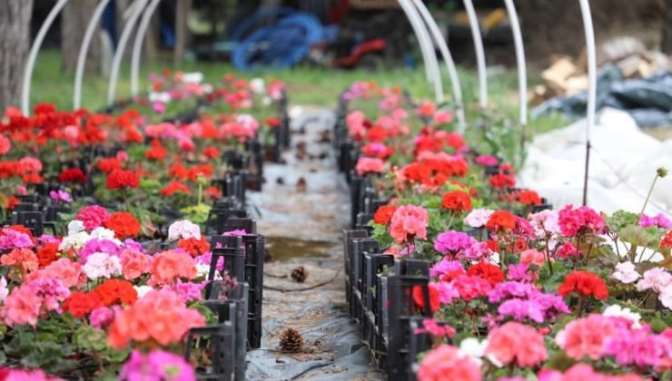 ESTÜ serasında yetiştirilen 20 bin çiçek kampüsü süslemeye başladı