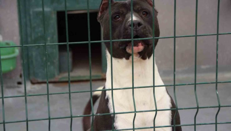 Bilecik’te köpek sürüsünden kaçan yaşlı kadın düşerek hastanelik oldu