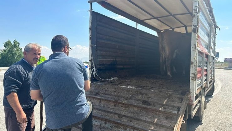 Canlı hayvan taşımacılığına yönelik denetim yapıldı