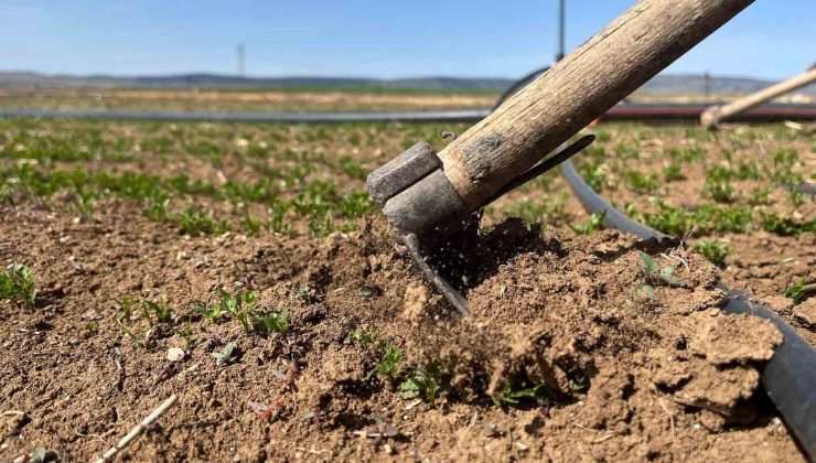 Çiftçiler tarım işçisi bulamamaktan muzdarip