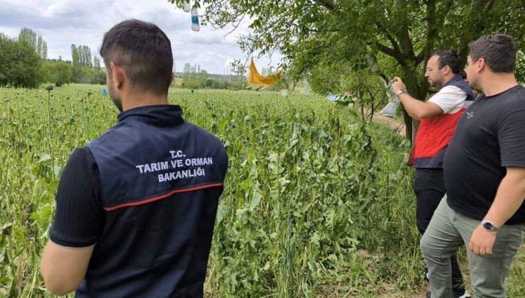 Emet’te doludan etkilenen haşhaş ekili alanlarda hasar tespit çalışmaları