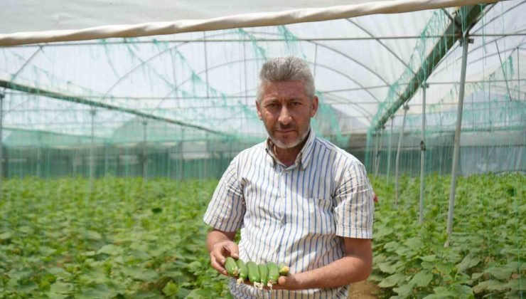 Marmara’nın ’Küçük Antalya’sı’ olarak bilinen Söğüt ve İnhisar ilçelerine bağlı köylerde salatalık hasadı başladı