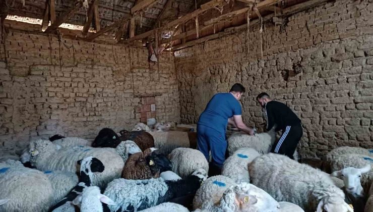Tek tırnaklı hayvan kimlik tespiti ve muayene işlemleri yapıldı