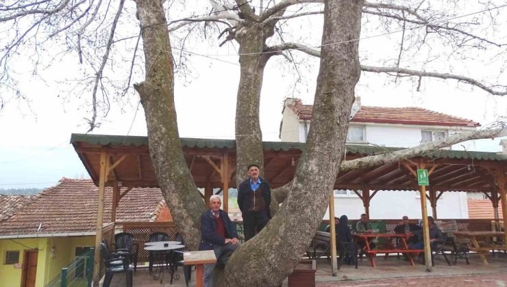 Yeniceköy’deki 250 yıllık çınar ağacı ilgi odağı