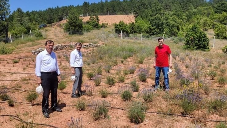 Başkan Kahveci, Hisarcık’ta tıbbi ve aromatik bitkileri inceledi