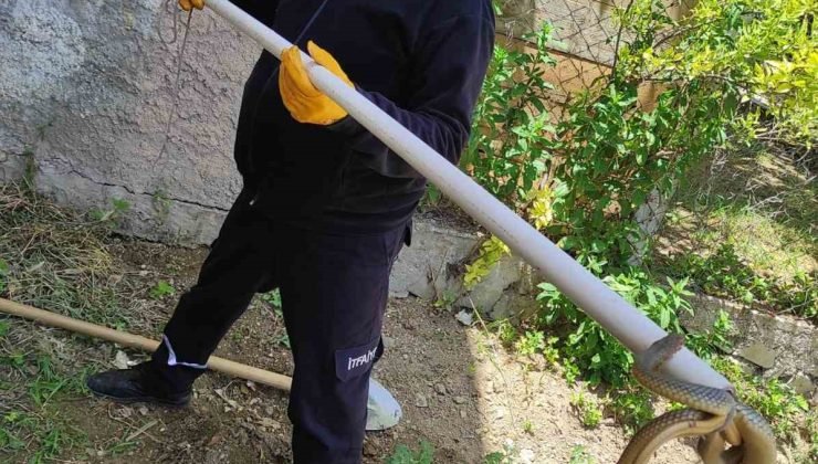 Bozüyük Belediyesi İtfaiyesi’nden yılan operasyonları