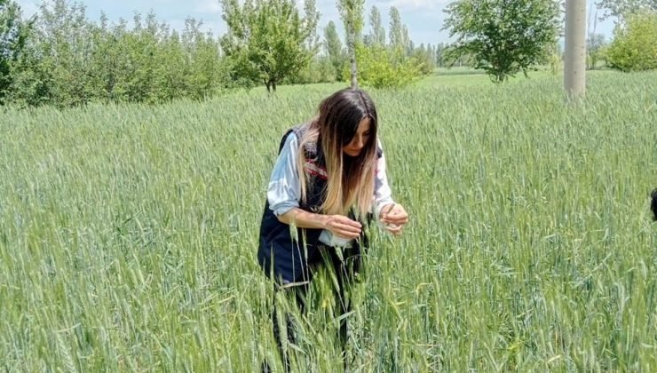 Ekili tarım alanlarında kontroller sürüyor