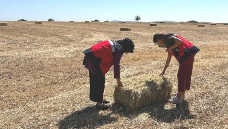 Emet’te yem bitkileri desteklemesi arazi kontrolleri