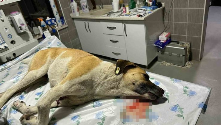 Köpeğe çarpıp kaçan sürücüye 7 bin 216 TL para cezası