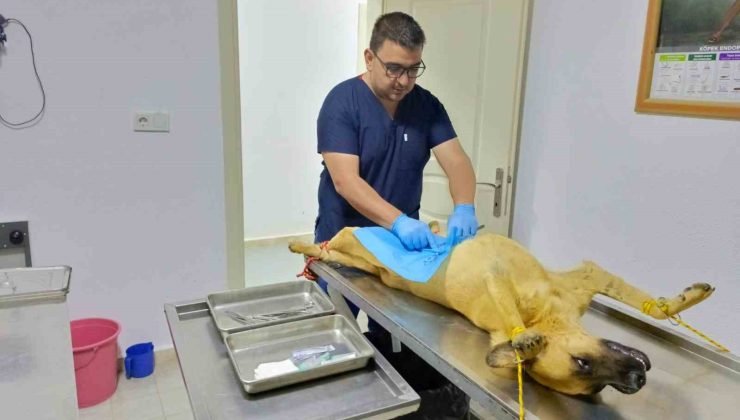 Osmaneli Belediyesi, sokak köpeklerini kısırlaştırma çalışmalarını sürdürüyor