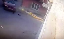 Otomobilin altında kalan yavru kediler öldü