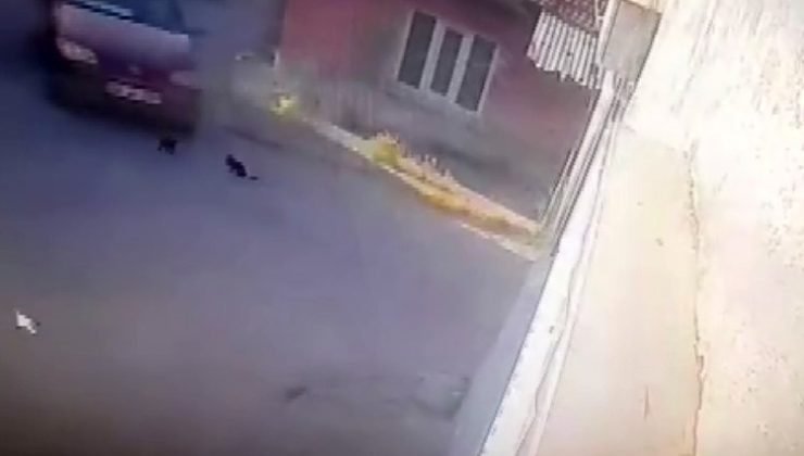 Otomobilin altında kalan yavru kediler öldü