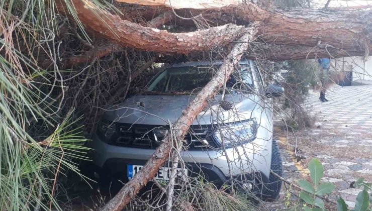 Arabanın üzerine ağaç düşünce kaymakamlık harekete geçti