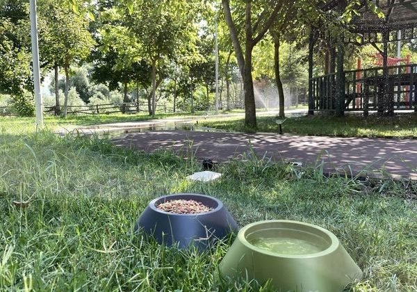 Belediye bu sıcaklarda can dostları için bir kap mama ve bir kap su koyuyor