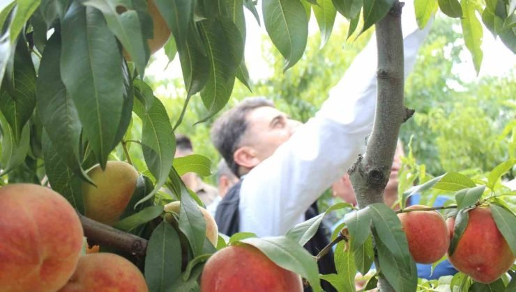 Bilecik’te hasat mesaisine başlayan şeftali üreticisinin yüzü gülüyor