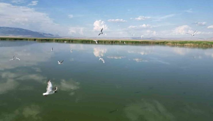 Eber Gölü’nde su seviyesinin azalması kuş türlerini olumsuz etkiledi