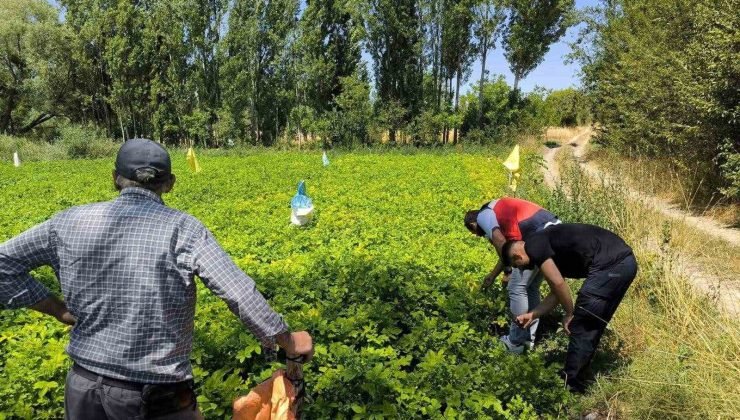 Emet’te üreticiler patates zararlıları ve gübreleme konularında bilgilendirildi