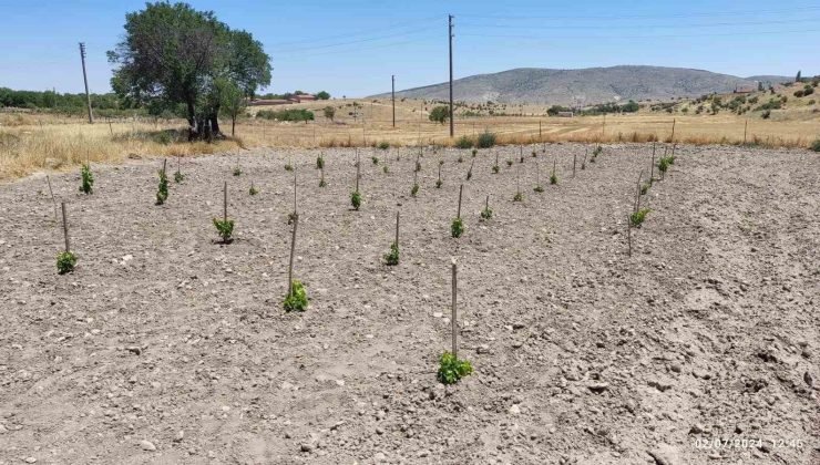 Eskişehir’de ’GÜNY’ÜZÜM Projesi’ ile dikilen fidanlar yeşeriyor
