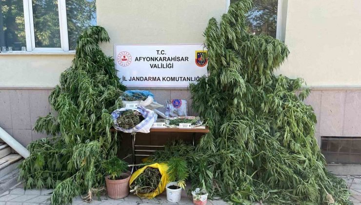 Ev ve arazilerine kenevir eken şahıslara jandarmadan operasyon