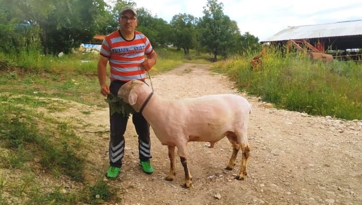 Hisarcık’taki üretici canlı ağırlığı 150 kilo gelen Merinolandschaf cinsi koç yetiştirdi