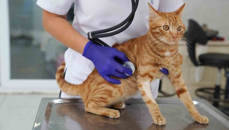 İyileşen felçli kedi yeni yuvasını bekliyor