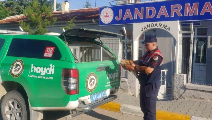 Jandarmanın bulduğu yaralı kızıl şahin koruma altına alındı