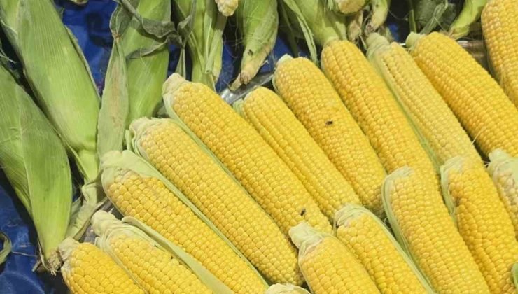 Kapalı pazarı sinekler bastı, esnaf isyan etti