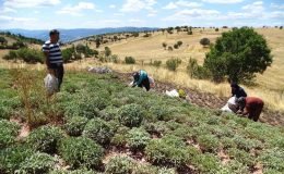 Kütahya’nın üretim merkezi olan Karsaban köyünde adaçayı hasadı başladı