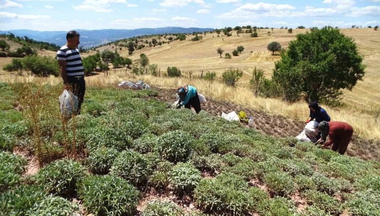 Kütahya’nın üretim merkezi olan Karsaban köyünde adaçayı hasadı başladı