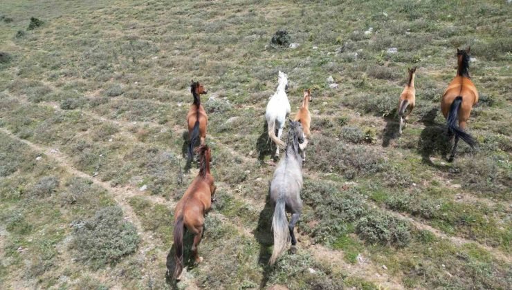(ÖZEL) Sıcak yaz günlerinde yiyecek arayan yılkı atları havadan görüntülendi