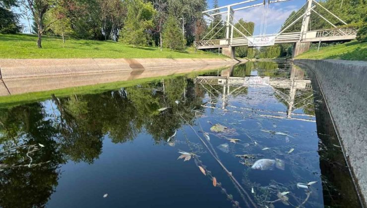 Porsuk Çayı’nda tedirgin eden görüntü