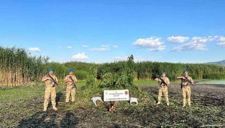 Sazlıkların arasına ekilen binlerce kök keneviri jandarma dron ile buldu
