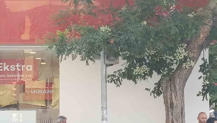 Uzayan ağaç dalları trafik lambasının önünü kapattı