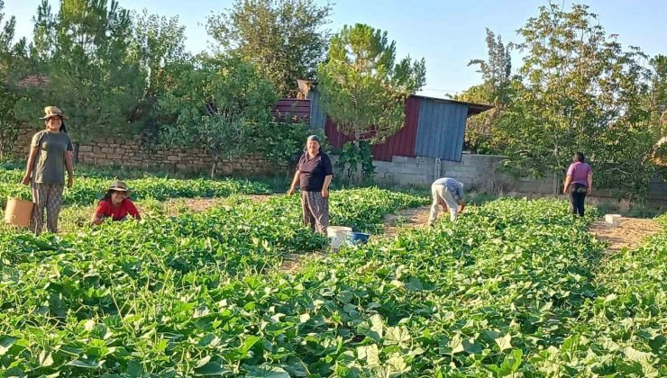 Başmakçı’nın kornişon salatalığı Avrupa sofralarını süslüyor