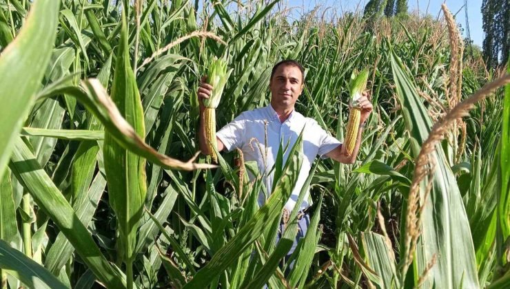 Beylikova Belediyesi hasat öncesi kontrolleri tamamladı