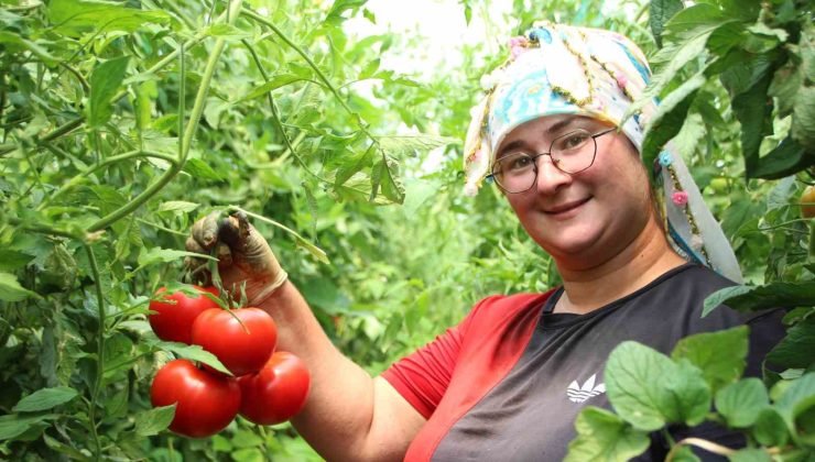 Bilecik’te çiftçi pembe domates fiyatından memnun değil