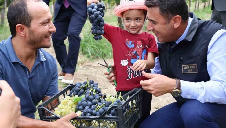 Bilecik’te üzüm hasadı başladı