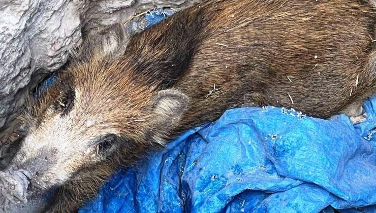 Define avcılarının açtığı çukura düşen domuz yavrusu kurtardı