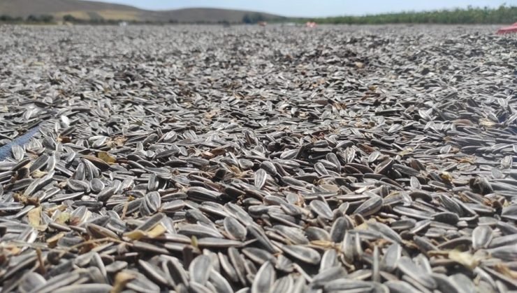 Dinar’da ayçiçek hasadı başladı