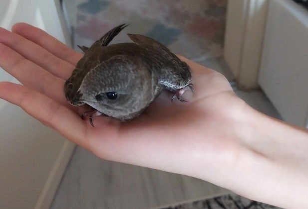 Ebabil kuşuna özenle bakıp sağlığına kavuşturdu