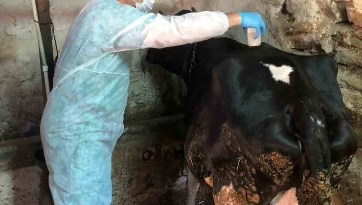 Eskişehir’de ahır ve ağılda sağlık hizmeti devam ediyor