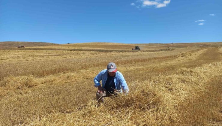 Eskişehir’de yapılan sıkı denetimlerle hububatta dane kaybı yüzde 1’in altına düşürüldü
