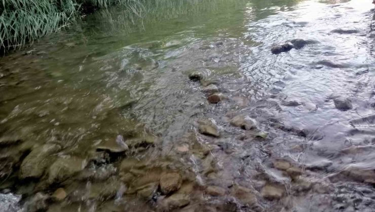 Gediz nehrinde balık ölümleri endişelendiriyor