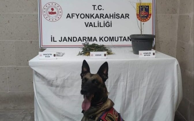 Jandarma yaptığı baskında kenevir ve esrar ele geçirdi