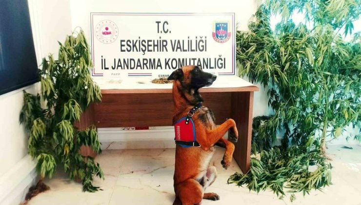 Kenevir bitkisi yetiştiren şahsa jandarma operasyonu